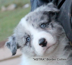 Blue merle Tricolour, Male, medium to rough coated, border collie puppy